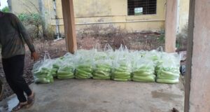 सफलता की कहानी:बिहान से बदली राह 35 महिला किसानों ने 600 क्विंटल सब्जी उगाकर लिखी सफलता की नई कहानी