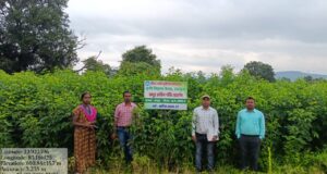 55 हेक्टेयर में लहलहा रही अरहर की उन्नत किस्में, फूल आने की अवस्था में पहुंची फसल