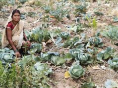 लेमन ग्रास की खुशबू से महक रही आत्मनिर्भरता, जीपीएम की महिलाएं बढ़ रहीं ‘लखपति दीदी’ बनने की राह पर