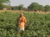 धान की पारंपरिक खेती से आगे बढ़कर फागूराम ने अपनाई ग्राफ्टेड बैंगन की खेती, मुनाफे में हुई 20 हजार रुपये की बढ़ोतरी