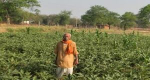 धान की पारंपरिक खेती से आगे बढ़कर फागूराम ने अपनाई ग्राफ्टेड बैंगन की खेती, मुनाफे में हुई 20 हजार रुपये की बढ़ोतरी