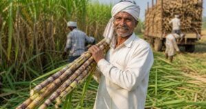 विशेष लेख: गन्ना मूल्य में छत्तीसगढ़ देश में नंबर वन